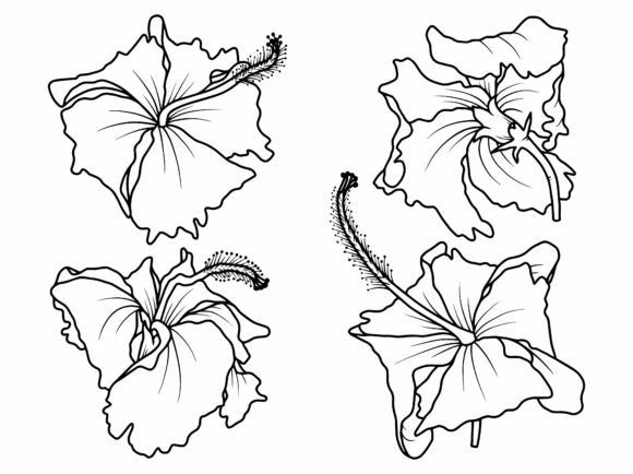 Hibiscus Flowers Sketch Line Art